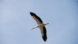 (2011-08) Le Puy du Fou